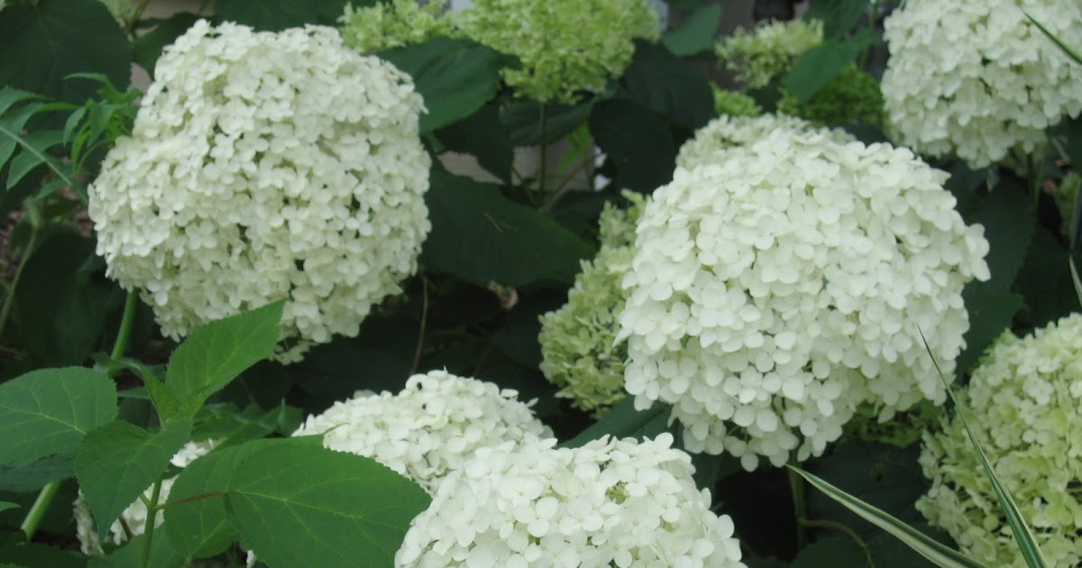 Clay And Limestone I Heart Hydrangea Arborescens