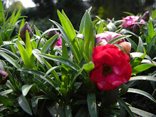 Balkon Blume