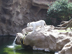 Tigre blanco.