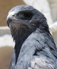 Andean Eagle