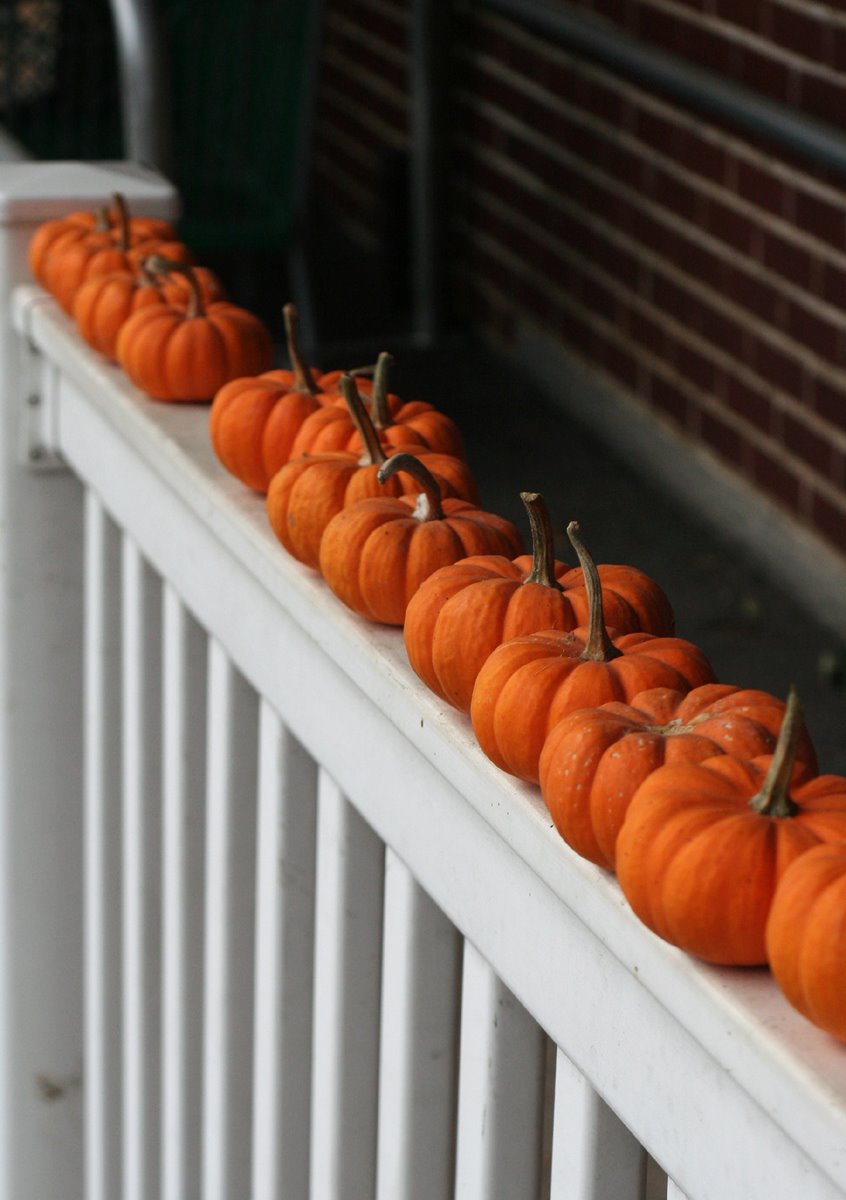 [little_punkins_2.jpg]