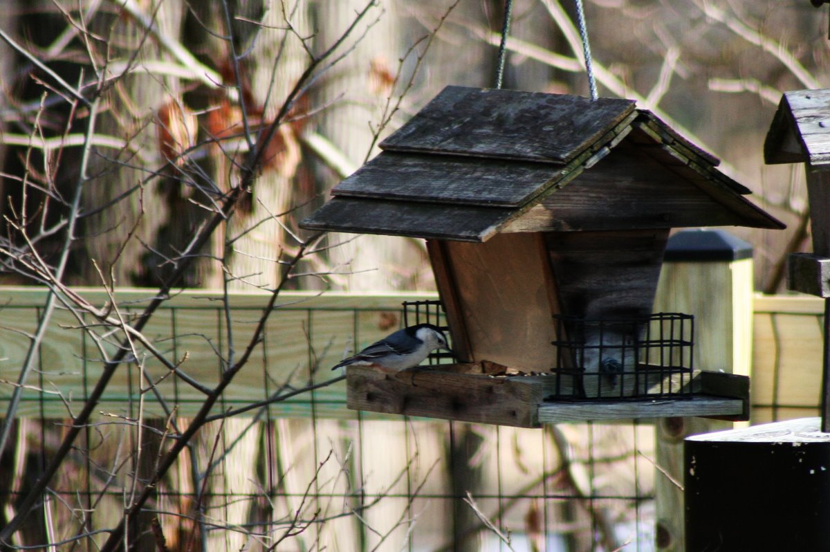 [white-breasted+nuthatch.jpg]