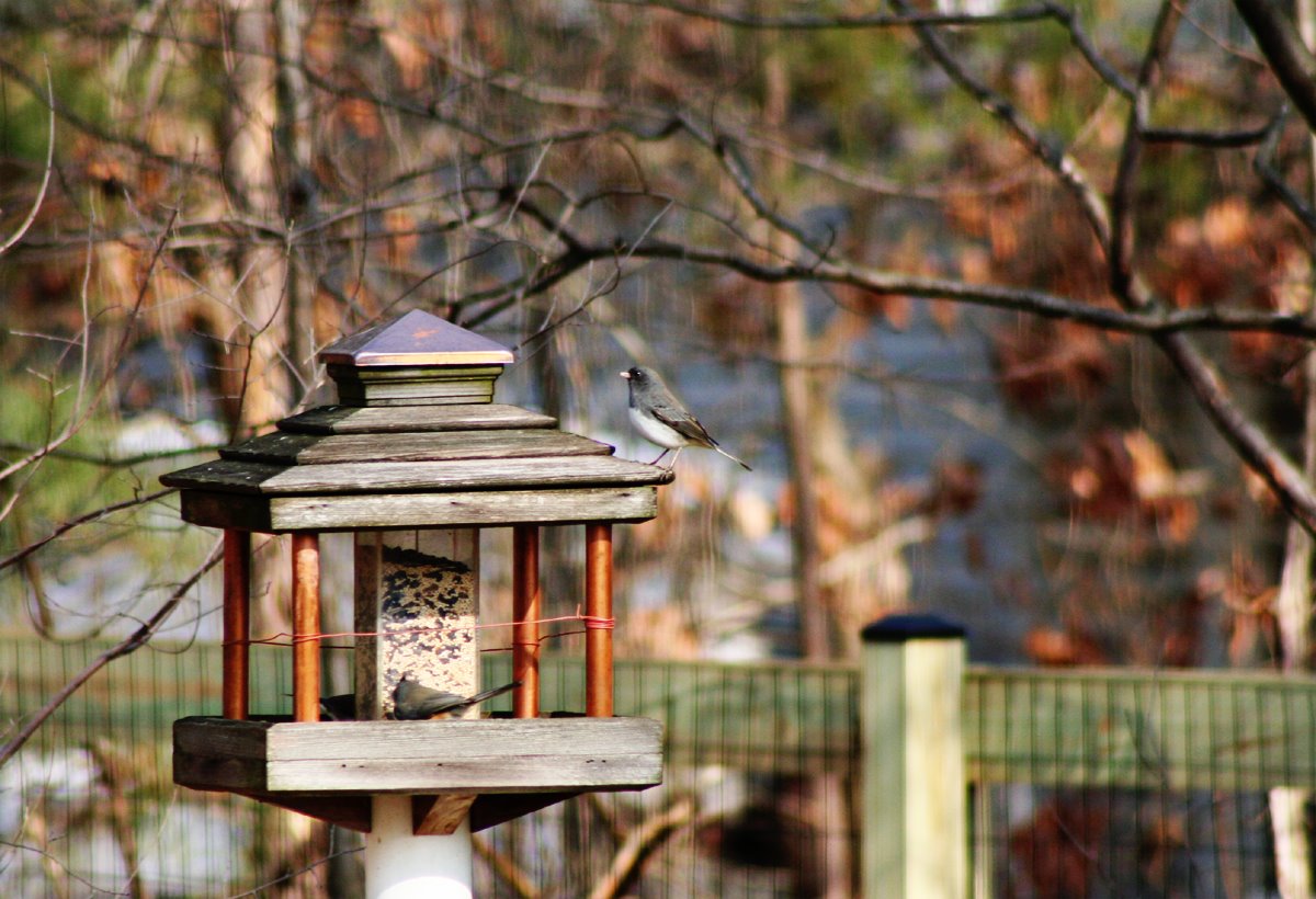 [dark-eyed+junco.jpg]