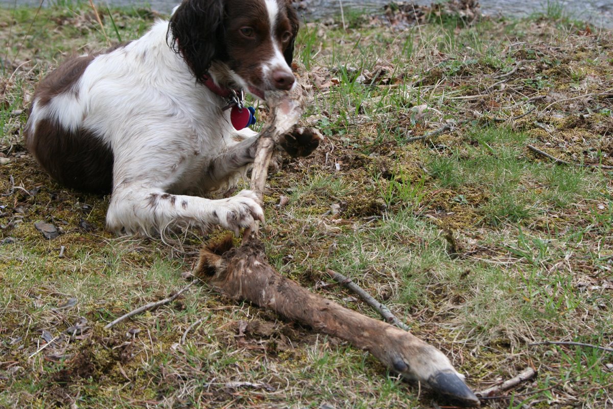 [belle-deer-leg.jpg]