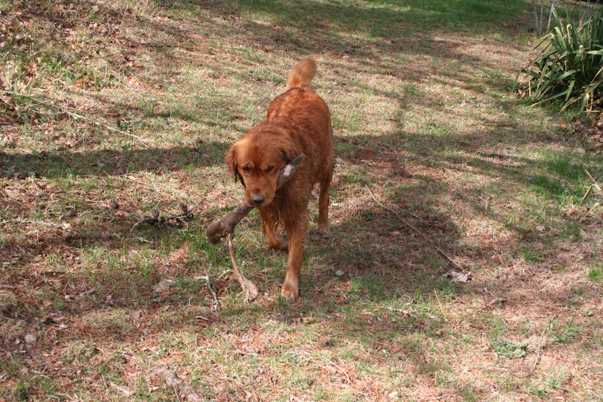 [buddy-deer-leg.jpg]