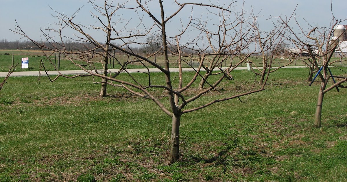 Kentucky Home Gardens Pruning Fruit Trees