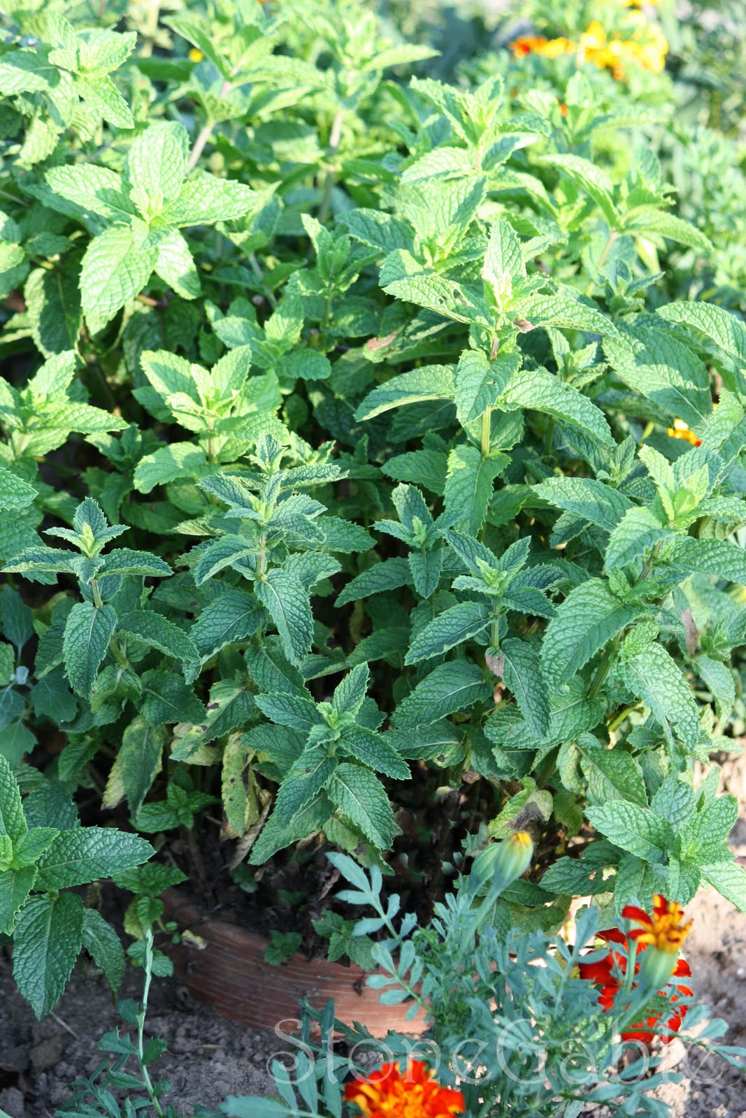 Growing And Taming Mint