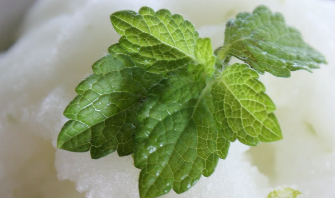 StoneGable Lime Sorbet