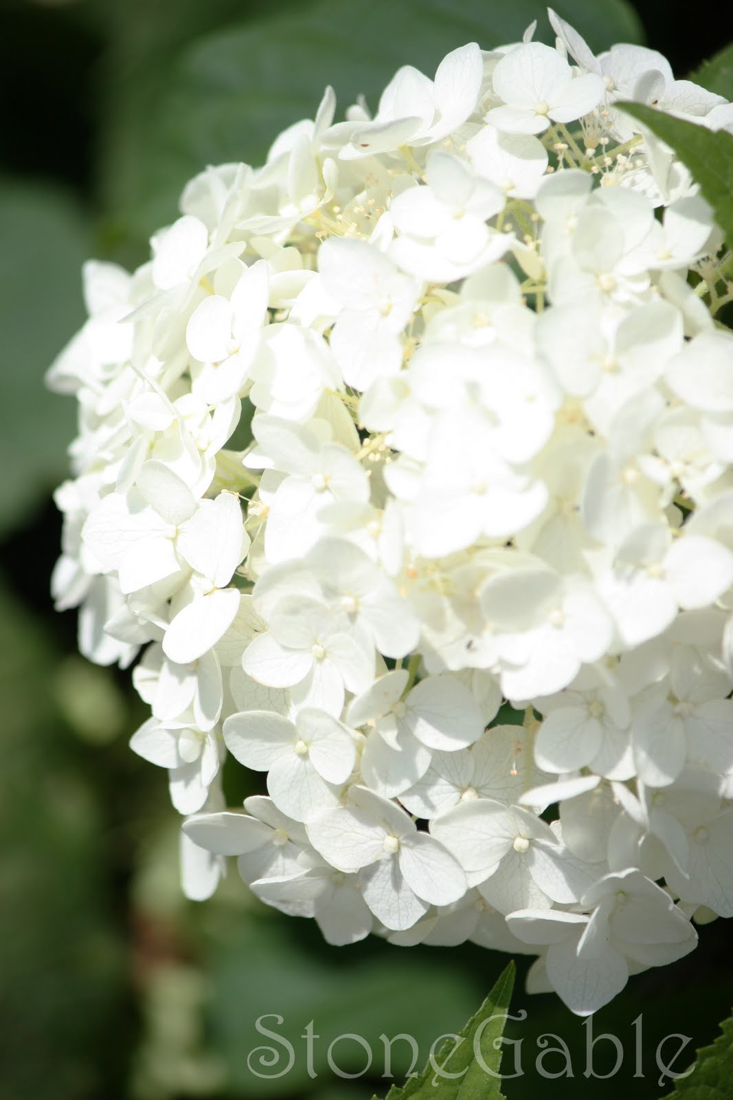 Drying Hydrangeas At StoneGable StoneGable