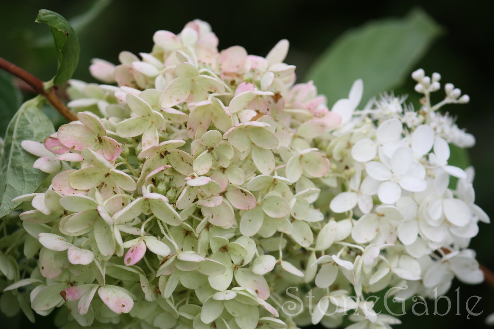 StoneGable Drying Hydrangeas At StoneGable
