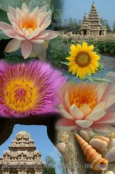 collage di foto