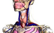Simulatore del corpo umano con zoom di ossa, muscoli, organi e sistema nervoso