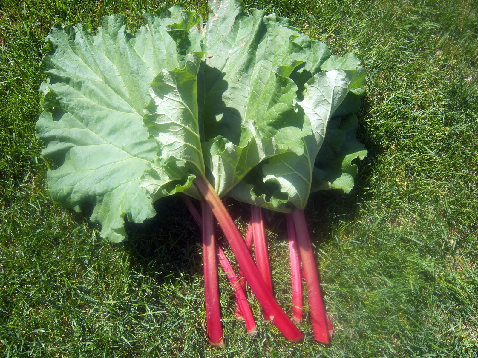 Karen Cooks Rhubarb Pie Just like Mom's