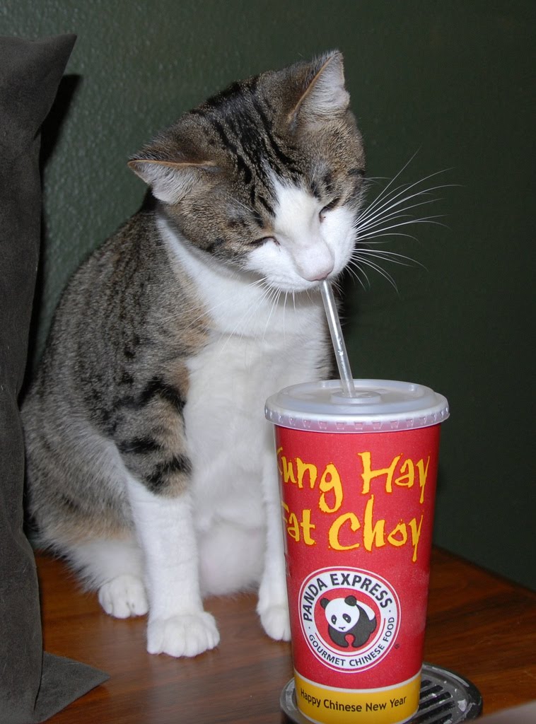 Can Dogs Drink Coffee Tea Can Dogs Drink Coffee Tea