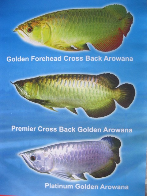 golden crossback arowana
