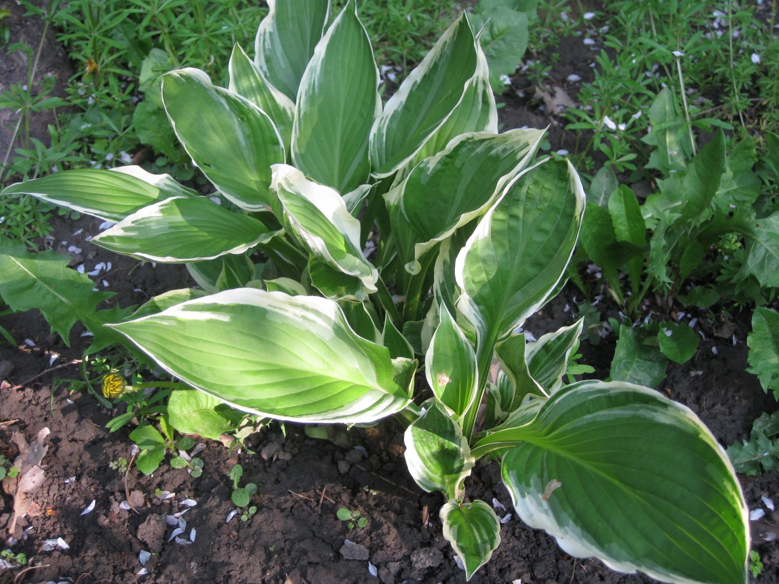 [hosta.JPG]