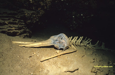 Dolphin skeleton inside the Sipadan Turtle Cave Sipadan Turtle Cave