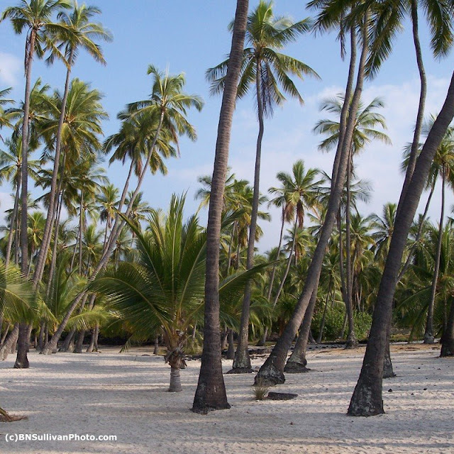 B N Sullivan Photography A Coconut Grove in Hawaii