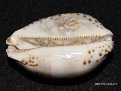 The base of an Arabian Cowrie (Cypraea Arabica) from the Red Sea Arabian Cowrie (Cypraea arabica)