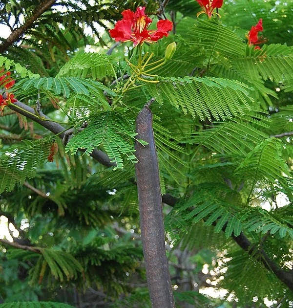 B N Sullivan Photography Royal Poinciana Mature seed pod