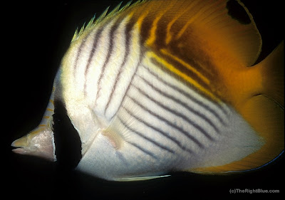 auriga butterflyfish