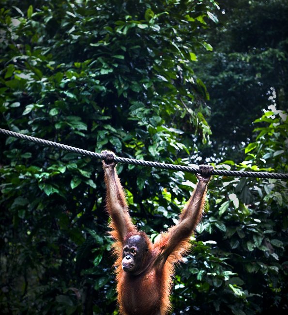 [borneo-orangutang-ps.jpg]