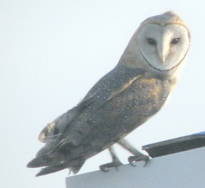 Britannia Bay Accommodation West Coast Dolphin B B S C