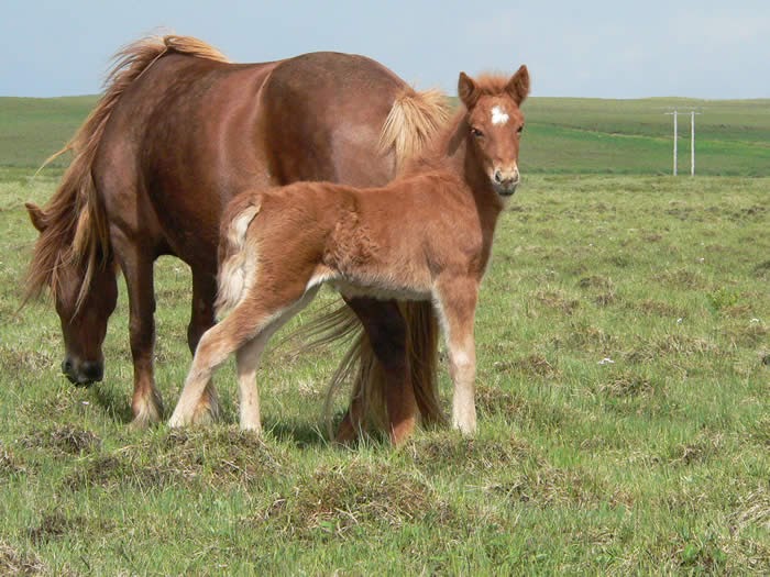 Horse Breeding Mares in Heat Horse Breeding