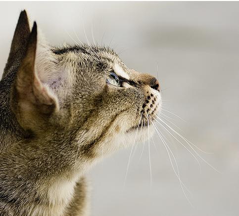 [miming.JPG]