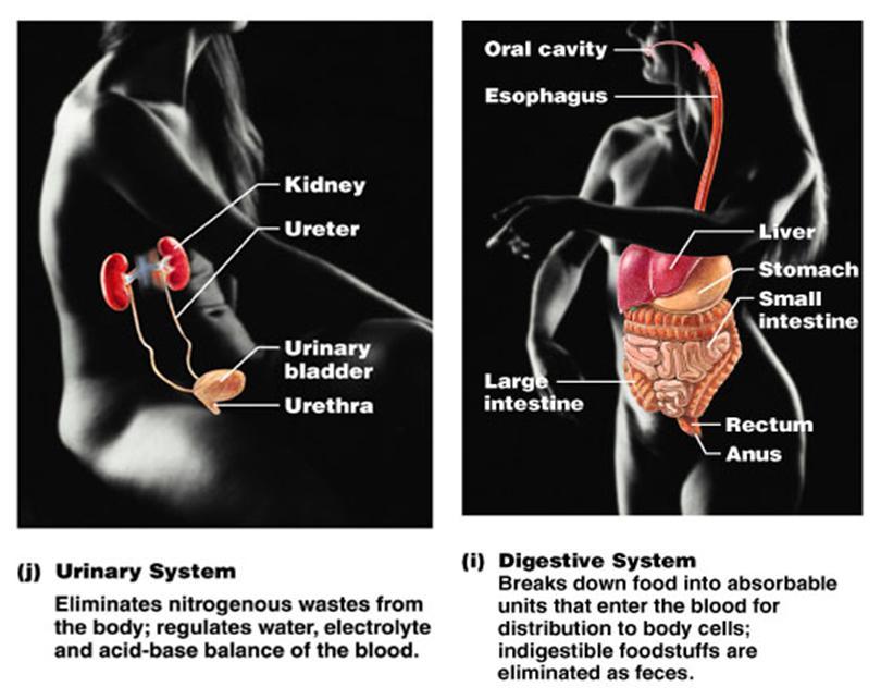 blank digestive system diagram kids
