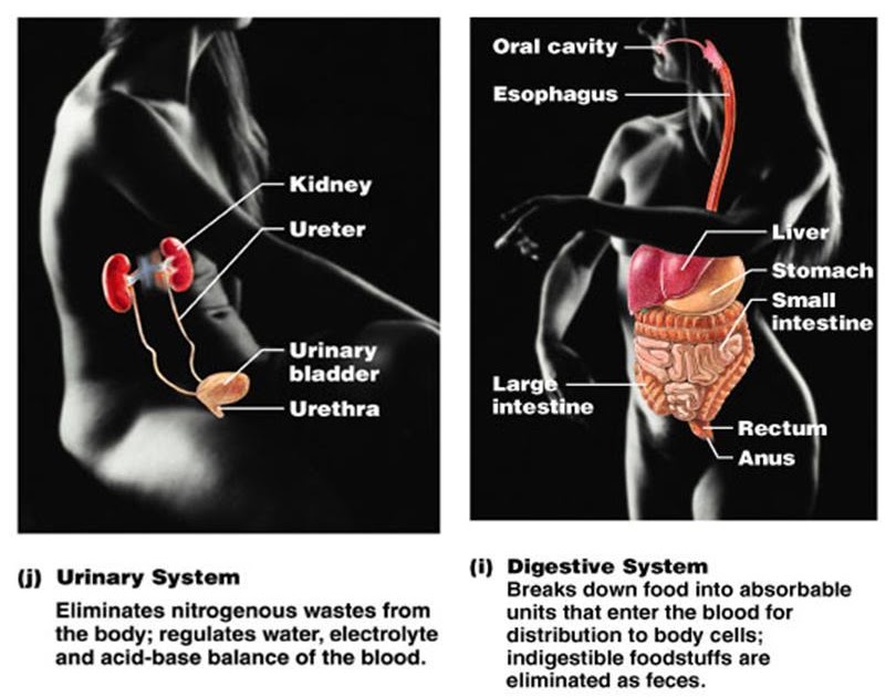 TooSogiE Medical Images: Organ Systems of the Body : Urinary System and