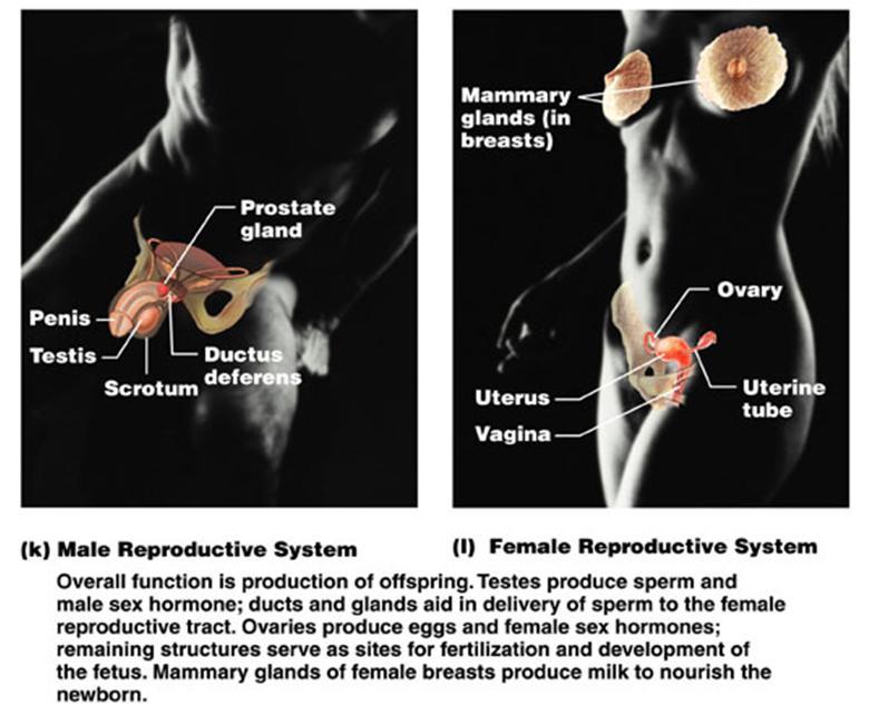 TooSogiE Medical Images: Organ Systems of the Body