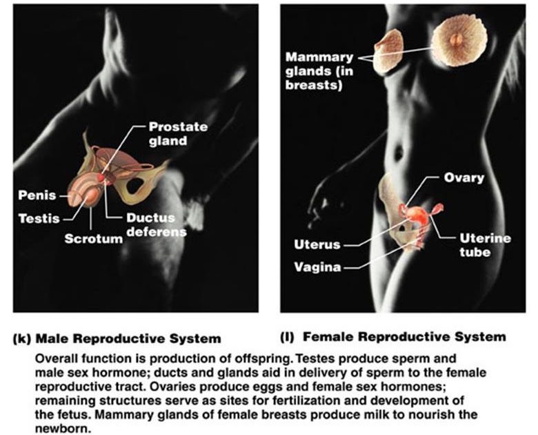 TooSogiE Medical Images: Organ Systems of the Body