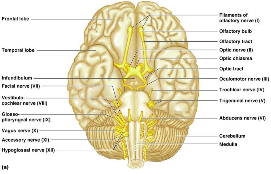 TooSogiE Medical Images: Cranial Nerves : VI - IX