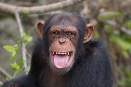 [Primate+Communication.JPG]