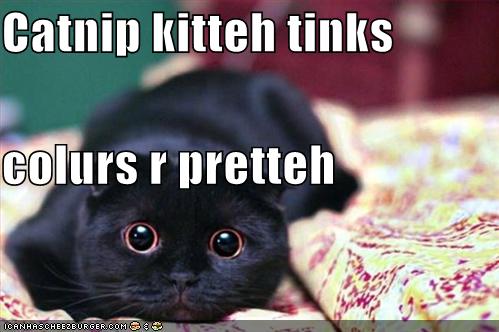How Old Can A Cat Get Catnip How Old Can A Cat Get Catnip