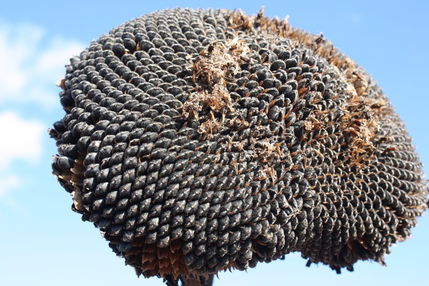 Sussex...Naturally Jersey Grown Black Oil Sunflower seed a win win win