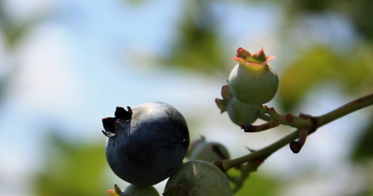 bearded_dragon_eating_blueberry.jpg