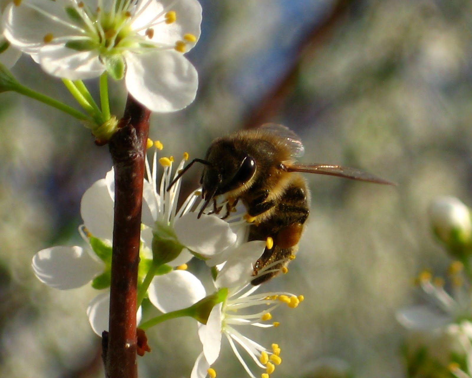 The Peace Bee Farmer Fruit Trees in Bloom