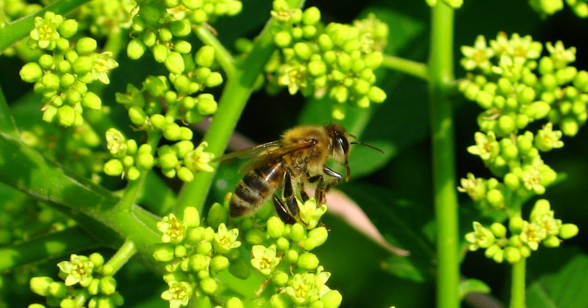 The Peace Bee Farmer Sumac in Bloom