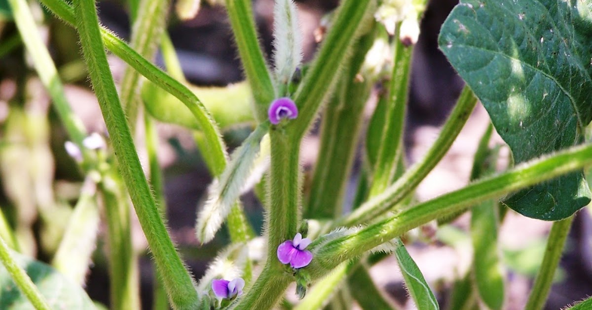 The Peace Bee Farmer Soybeans in Bloom