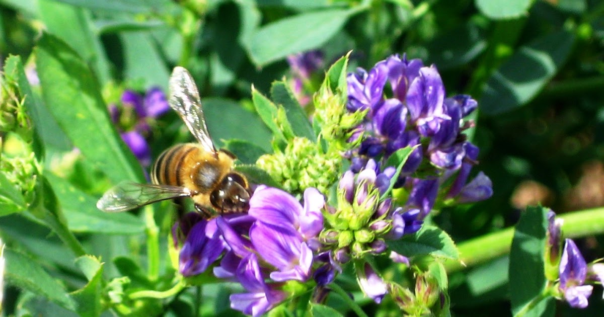 The Peace Bee Farmer Alfalfa in Bloom