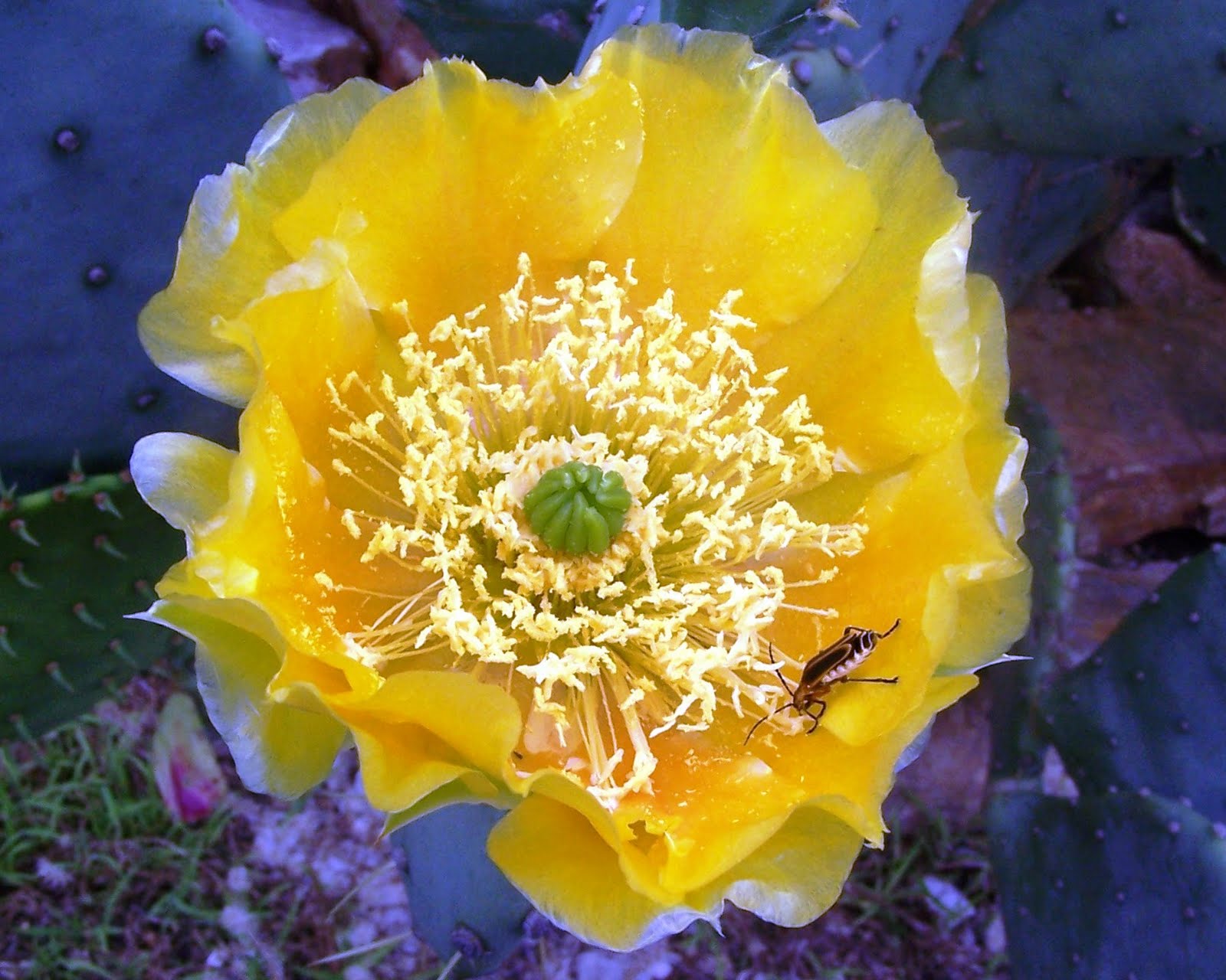 The Peace Bee Farmer Attracting Pollinators