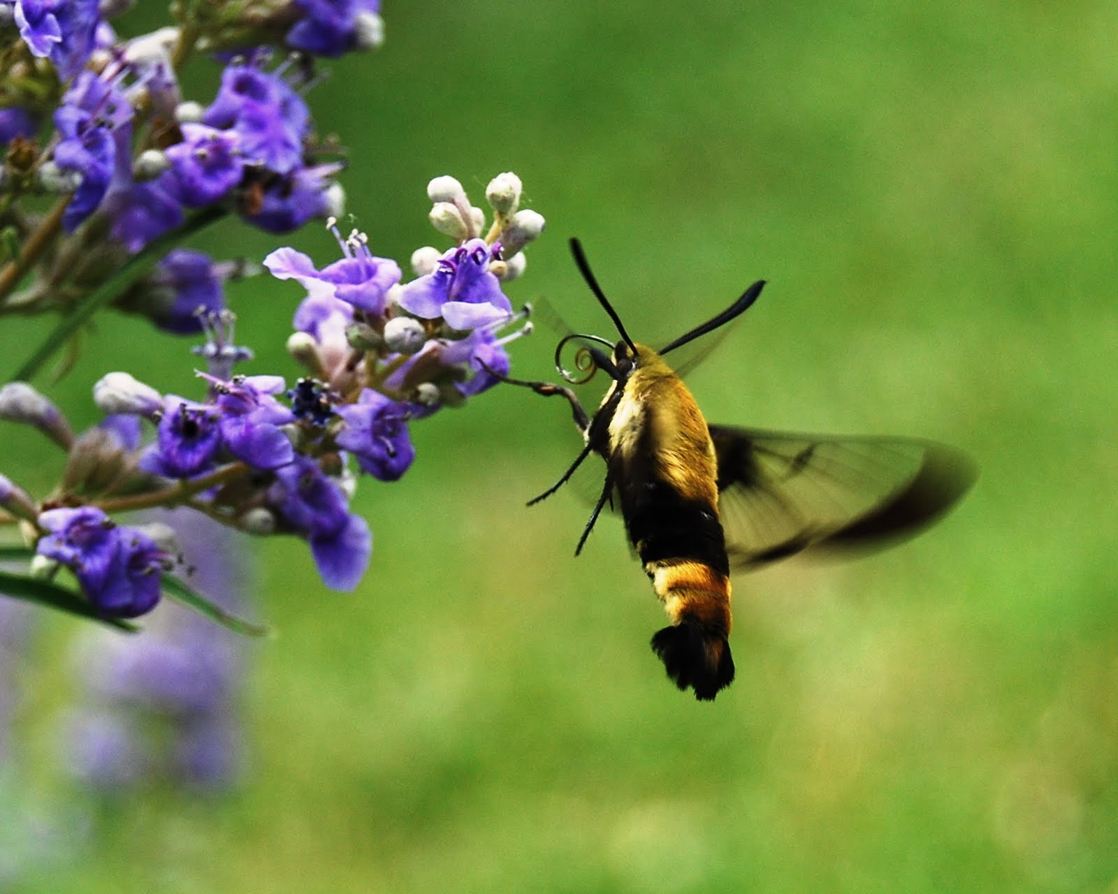 The Peace Bee Farmer Vitex in Bloom
