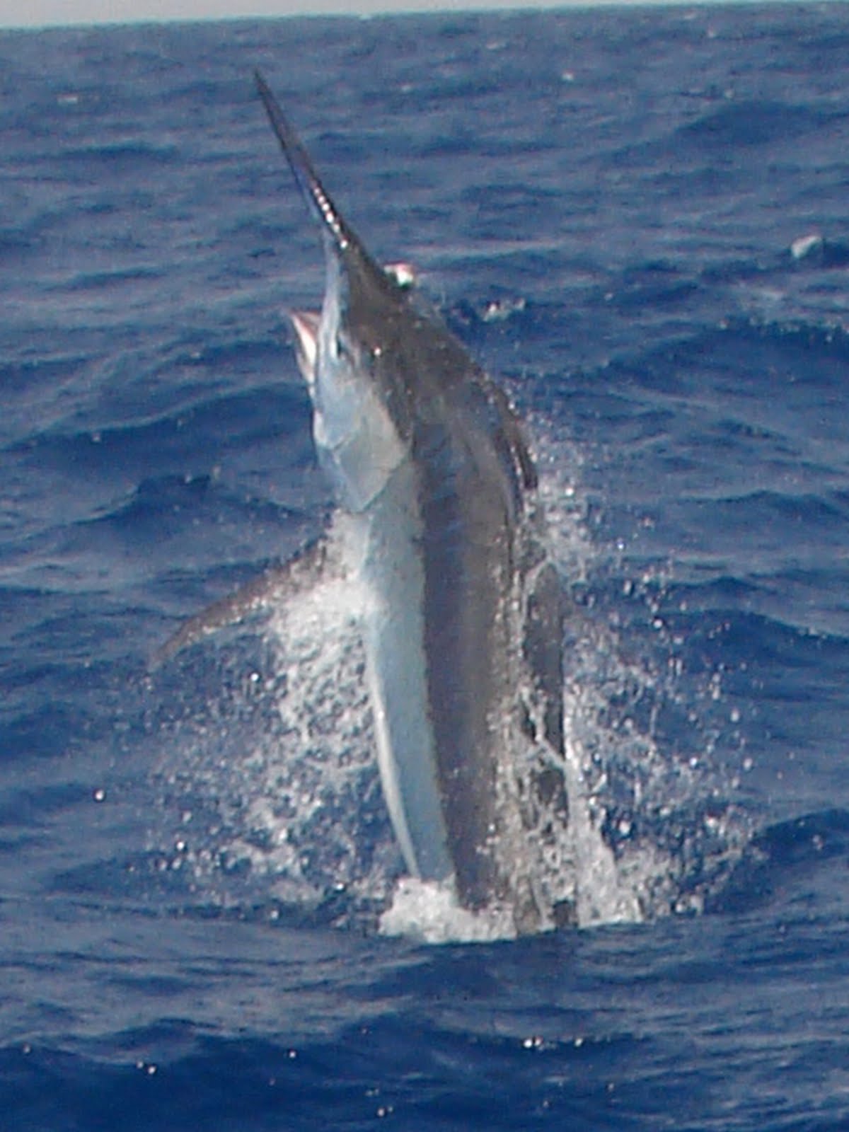 GRANDER ON THE BANK Cairns Marlin Fishing Black Marlin Cairns