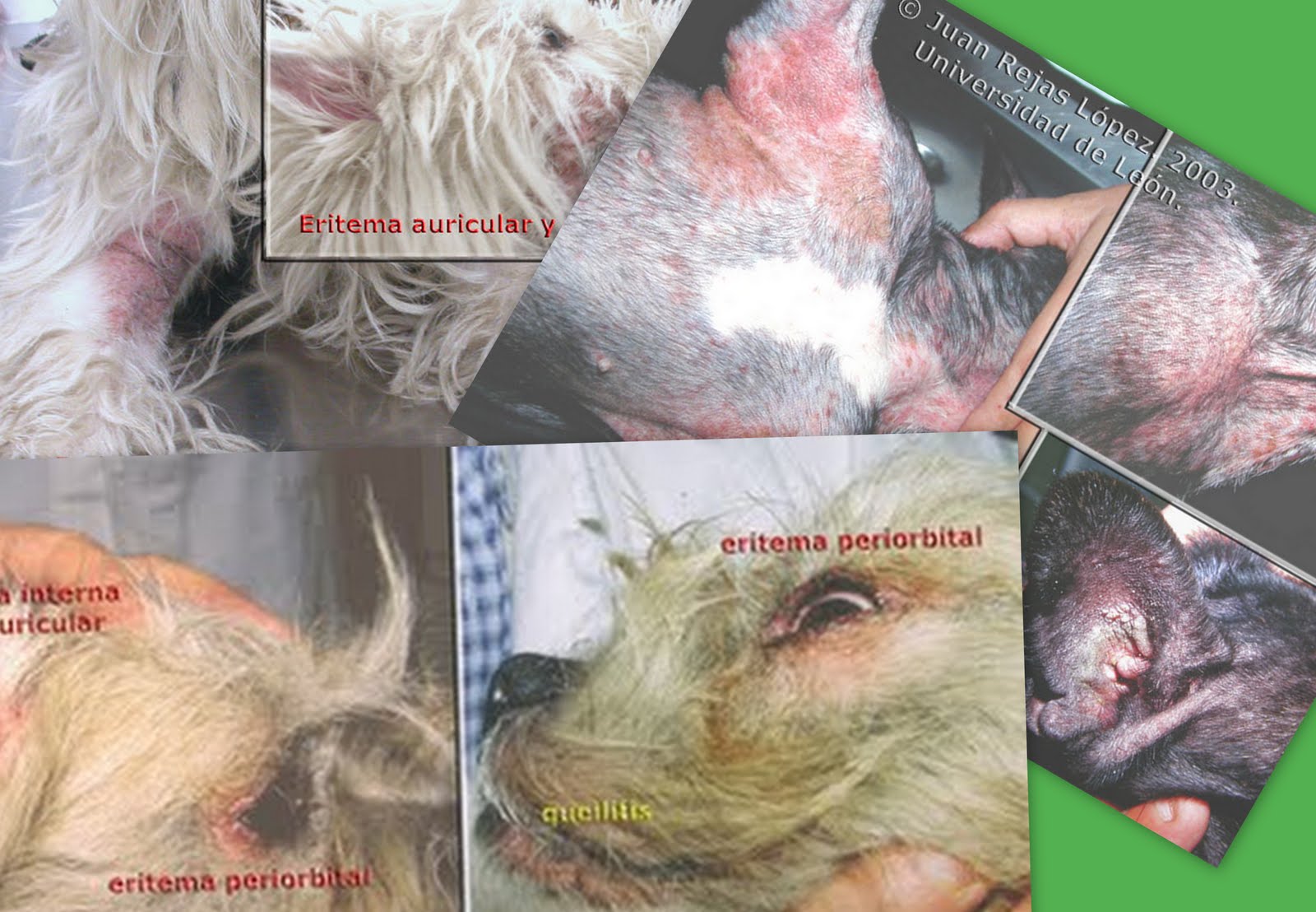 [atopia+colagem.jpg]