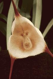 [orquidia+macaco.bmp]