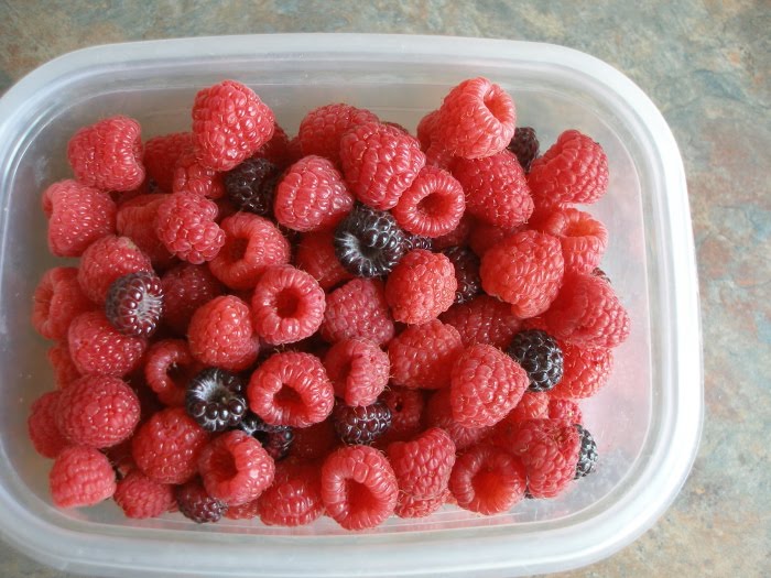 Thy Hand Hath Provided Berries Freezing & Making Babies