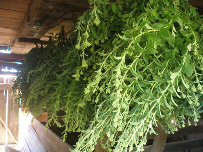 Thy Hand Hath Provided Stevia Harvest