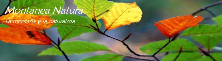 Montanea natura